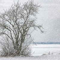 Buy canvas prints of Lonely Tree in Winter by Antony McAulay