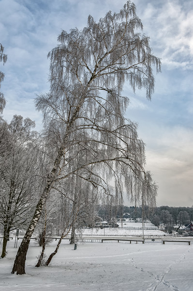 Trees in Winter Picture Board by Antony McAulay