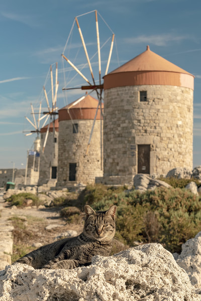 Rhodes Windmill Cats Picture Board by Antony McAulay