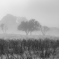 Buy canvas prints of Early Morning Mist by Antony McAulay