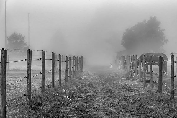 Foggy Morning Country Lane Picture Board by Antony McAulay