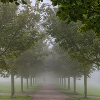 Buy canvas prints of Foggy Morning Country Path by Antony McAulay