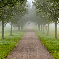 Buy canvas prints of Foggy Morning Country Tree Line Path by Antony McAulay