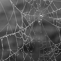Buy canvas prints of Foggy Morning Dew Spider Web by Antony McAulay
