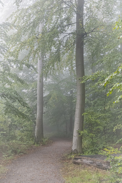 Foggy Morning Woodlands Path Picture Board by Antony McAulay