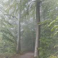 Buy canvas prints of Foggy Morning Woodlands Path by Antony McAulay