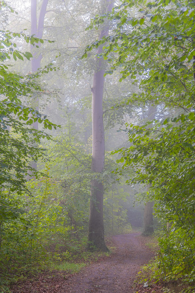 Foggy Morning Woodlands Pathway Picture Board by Antony McAulay