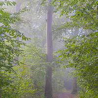 Buy canvas prints of Foggy Morning Woodlands Pathway by Antony McAulay