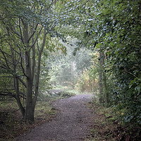 Buy canvas prints of Foggy Morning Woodlands Tree Tunnel by Antony McAulay