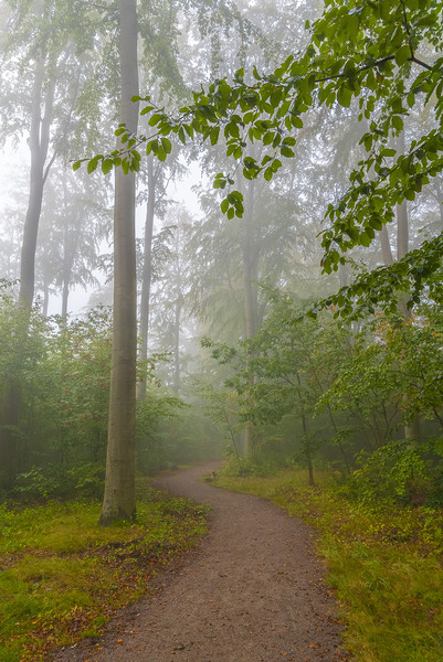 Foggy Morning Woodlands Walkway Picture Board by Antony McAulay