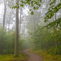 Buy canvas prints of Foggy Morning Woodlands Walkway by Antony McAulay