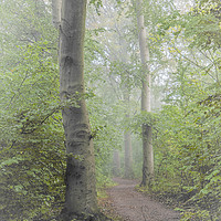 Buy canvas prints of Foggy Morning Woods by Antony McAulay