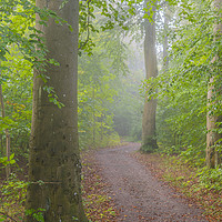 Buy canvas prints of Foggy Morning Woodlands by Antony McAulay