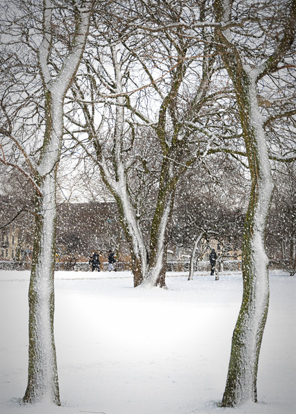 Helsingborg Stadsparken in Winter Picture Board by Antony McAulay