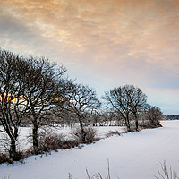 Buy canvas prints of Lonely Winter Sunrise Trees by Antony McAulay