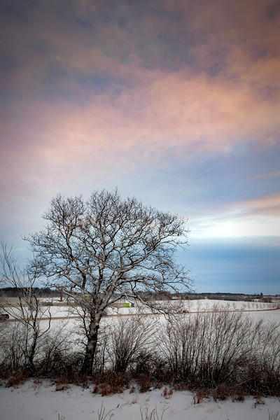 Lonely Winter Tree at Sunrise Picture Board by Antony McAulay