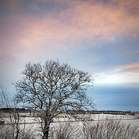 Buy canvas prints of Lonely Winter Tree at Sunrise by Antony McAulay