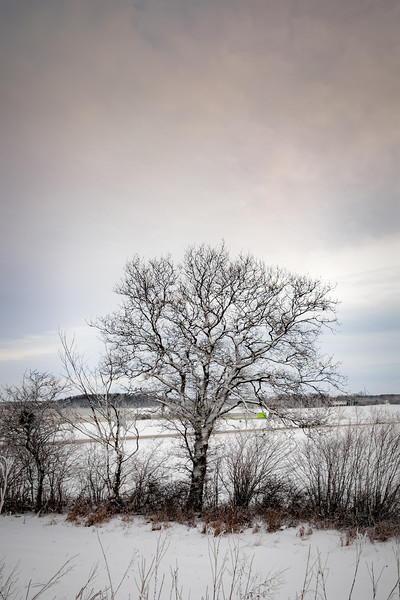 Lonely Winter Tree Picture Board by Antony McAulay