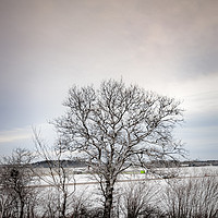 Buy canvas prints of Lonely Winter Tree by Antony McAulay