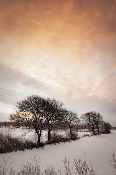 Lonely Winter Treeline at Sunrise Picture Board by Antony McAulay
