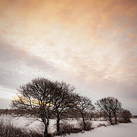 Buy canvas prints of Lonely Winter Treeline at Sunrise by Antony McAulay