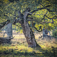 Buy canvas prints of Dyrehaven Deer Park Hiding In The Trees by Antony McAulay