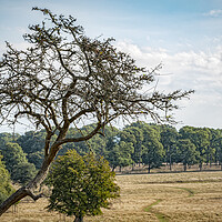 Buy canvas prints of Dyrehaven Deer Park Overview by Antony McAulay