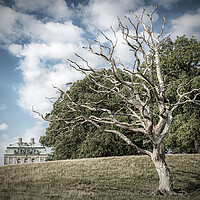 Buy canvas prints of Dyrehaven Hermitage Palace And The Dead Tree by Antony McAulay