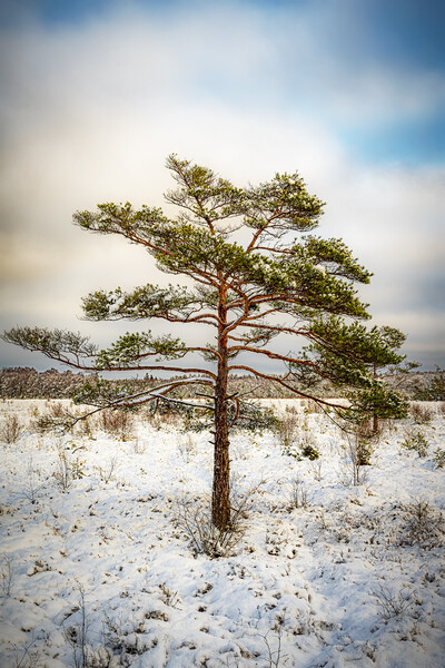 Lonely Tree in Winter Canvas Print by Antony McAulay