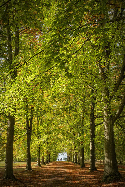 Backaskog Castle Garden Woodlands Picture Board by Antony McAulay