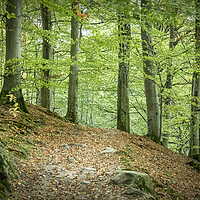 Buy canvas prints of Forest Hiking Path by Antony McAulay
