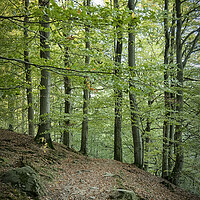 Buy canvas prints of Forest Hiking Way by Antony McAulay