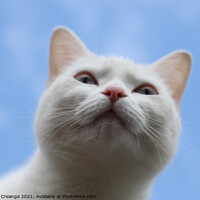 Buy canvas prints of a white cat looking up by Mariana Creanga