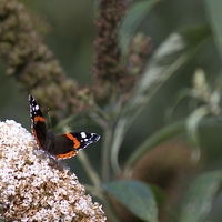 Buy canvas prints of Springburn Red Admiral by Andrew Mckinlay