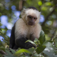 Buy canvas prints of White-faced Capuchin Monkey Nicaragua by Kylie Ellway