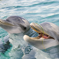 Buy canvas prints of Two Happy Bottle Nosed Dolphins by Kylie Ellway