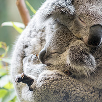 Buy canvas prints of Koala mother and baby joey asleep cuddling by Kylie Ellway