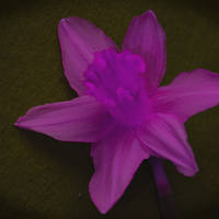 Buy canvas prints of Pink Daffodil.. by Ben Kirby