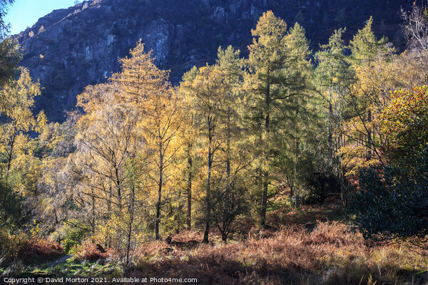 Autumn Trees in the Lake District Picture Board by David Morton