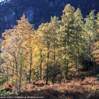 Buy canvas prints of Autumn Trees in the Lake District by David Morton