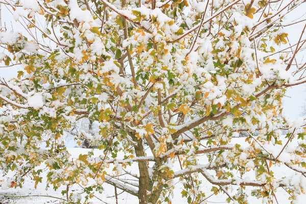 Tree with Autumn Leaves and Fresh Snow Picture Board by David Morton
