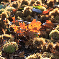 Buy canvas prints of Sweet Chestnuts and leaves. by David Morton