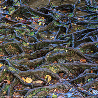 Buy canvas prints of Tree Roots by David Morton