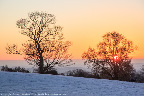 Sunrise and Trees on a Frosty Morning Picture Board by David Morton