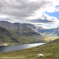 Buy canvas prints of Tryfan and the Glyders above Llyn Ogwen by David Morton