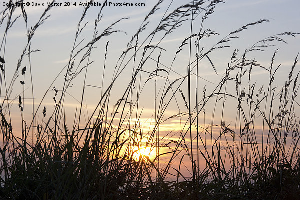 Grasses at Sunset Picture Board by David Morton