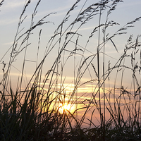 Buy canvas prints of Grasses at Sunset by David Morton