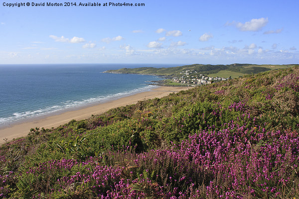 Heather on Woolacombe Down Picture Board by David Morton