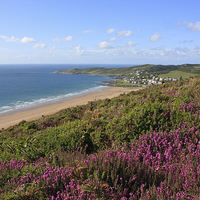 Buy canvas prints of Heather on Woolacombe Down by David Morton