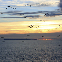Buy canvas prints of Seagulls against the Sunset by David Morton